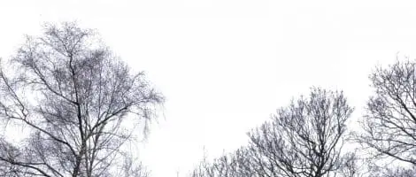 Conifer Reduction & Sycamore Crown Lift