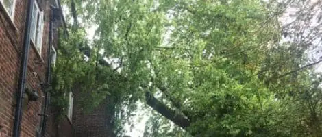 Emergency Tree Work – Didsbury