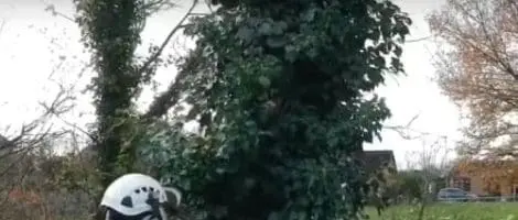 Willow Tree Removal with Crane