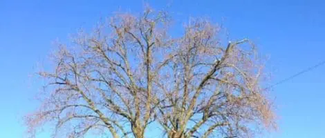 Tree Pruning – London Plane