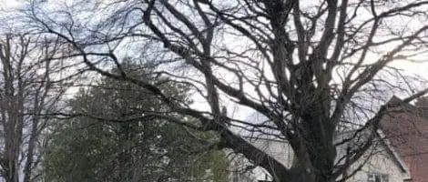 Subtle but effective tree pruning