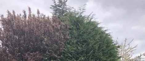 Tree Felling